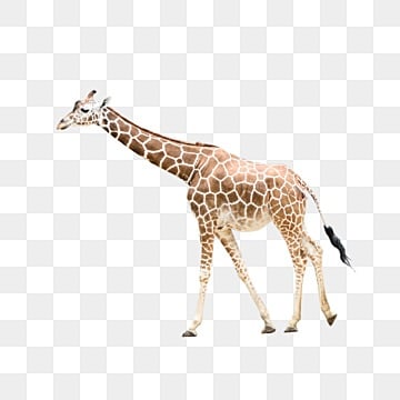 giraffe nature animal africa giraffe natural animal png, Giraffe, Natural  photo png